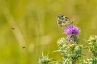 397 - UNDER ATTACK - TEUSCHEL PETER - germany <div : Gold Medal, Insekt, Panzerwiese, Schachbrettfalter, Schmetterling, Tier, accepted, nature